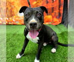 Small #3 American Pit Bull Terrier