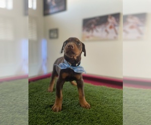 Doberman Pinscher Puppy for sale in LOS ANGELES, CA, USA
