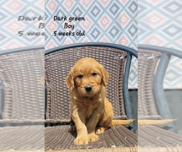 Medium Photo #1 Golden Retriever Puppy For Sale in COULEE CITY, WA, USA