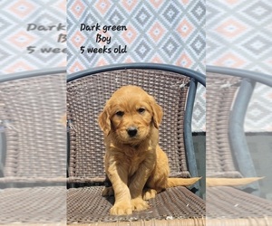Golden Retriever Puppy for sale in COULEE CITY, WA, USA