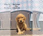 Image preview for Ad Listing. Nickname: Green Boy
