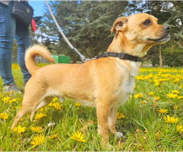 Medium Photo #2 Puggle Puppy For Sale in San Francisco, CA, USA