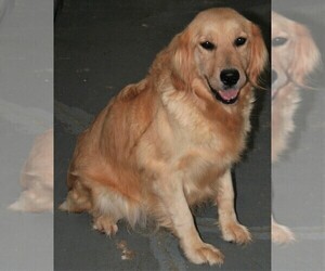 Mother of the Golden Retriever puppies born on 12/09/2023