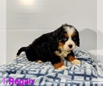 Puppy 4 Bernese Mountain Dog-Cavalier King Charles Spaniel Mix