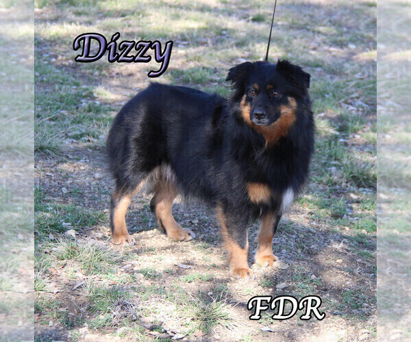 Medium Photo #1 Miniature Australian Shepherd Puppy For Sale in FORESTBURG, TX, USA