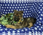 Small Photo #4 German Shepherd Dog Puppy For Sale in ELKTON, MD, USA