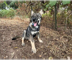 German Shepherd Dog Dogs for adoption in San Diego, CA, USA