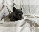 Puppy 1 French Bulldog