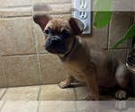 Small #15 American Bullnese-French Bulldog Mix
