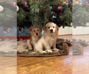 Golden Shepherd Puppy for sale in APACHE ACRES, IN, USA
