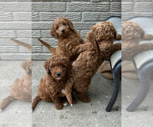 Goldendoodle (Miniature) Puppy for Sale in PLATTE CITY, Missouri USA