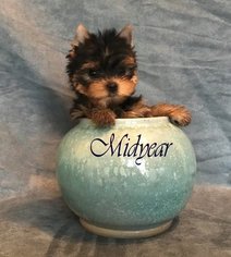 Yorkshire Terrier Puppy for sale in ROANOKE, VA, USA