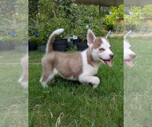 Siberian Husky Dogs for adoption in PIPE CREEK, TX, USA