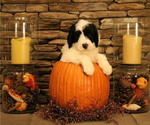 Small Photo #26 Old English Sheepdog Puppy For Sale in STANLEY, VA, USA