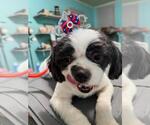 Small #2 Shih Apso