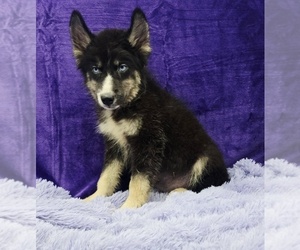 Siberian Husky Puppy for sale in SANDY HOOK, KY, USA
