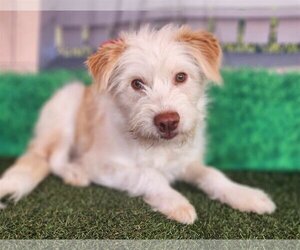 Glen of Imaal Terrier-Unknown Mix Dogs for adoption in Phoenix, AZ, USA