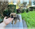 Small Photo #53 Pomeranian Puppy For Sale in HAYWARD, CA, USA