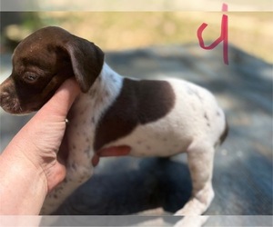 German Shorthaired Pointer Puppy for sale in BONIFAY, FL, USA