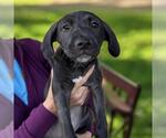 Small #12 Border Collie Mix