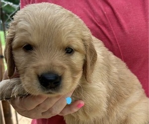 Golden Retriever Puppy for sale in MCCOMB, MS, USA