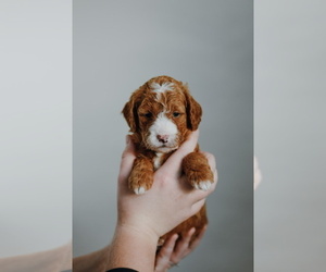 Goldendoodle (Miniature) Puppy for sale in PASCO, WA, USA