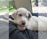 Small #5 Llewellin Setter