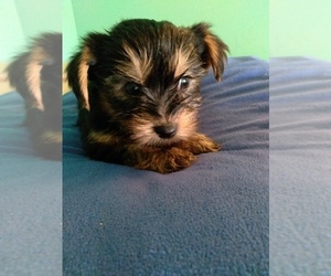 Yorkshire Terrier Puppy for sale in PARIS, TX, USA