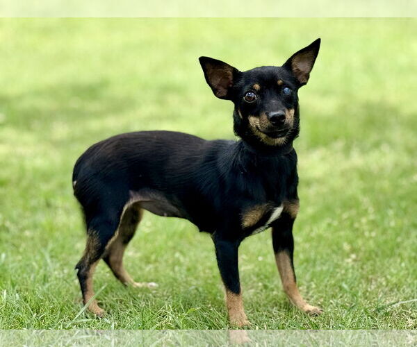 Medium Photo #1 Miniature Pinscher-Unknown Mix Puppy For Sale in PIPE CREEK, TX, USA