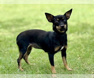 Miniature Pinscher-Unknown Mix Dogs for adoption in PIPE CREEK, TX, USA