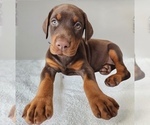 Small #10 Doberman Pinscher