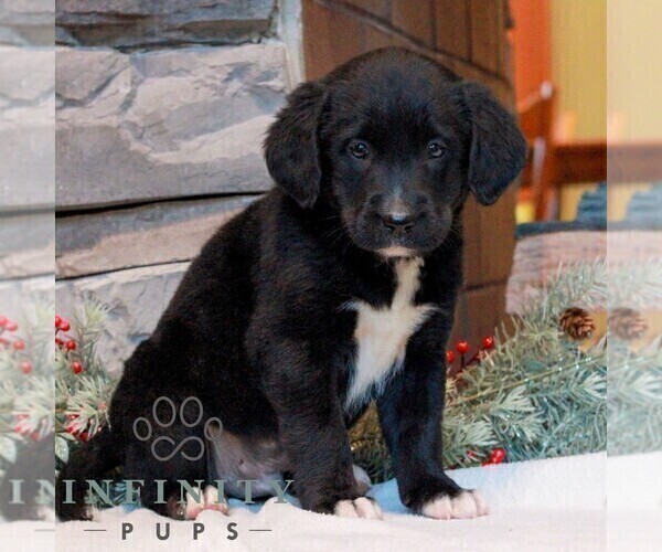 Medium Photo #1 Bernedoodle (Miniature)-Labrador Retriever Mix Puppy For Sale in LEBANON, PA, USA