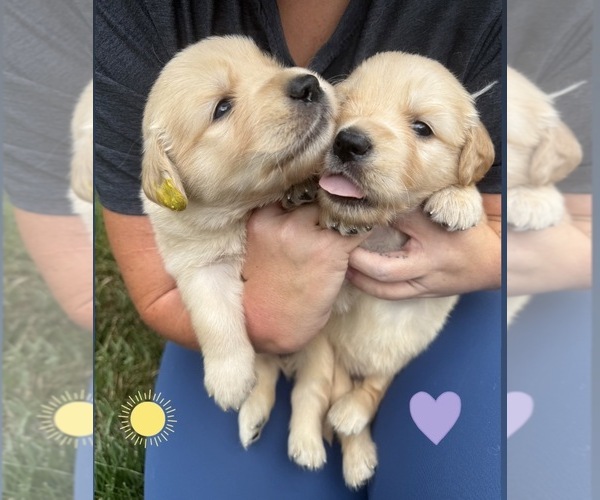 Medium Photo #8 Golden Retriever Puppy For Sale in EXTON, PA, USA