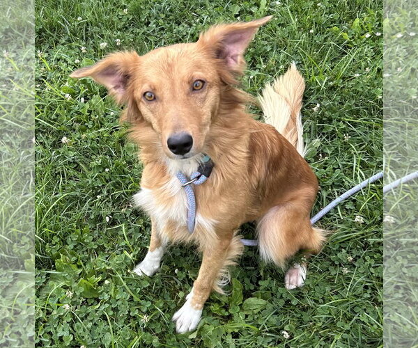 Medium Photo #2 Golden Retriever-Unknown Mix Puppy For Sale in Batavia, OH, USA