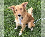 Small #1 Golden Retriever Mix