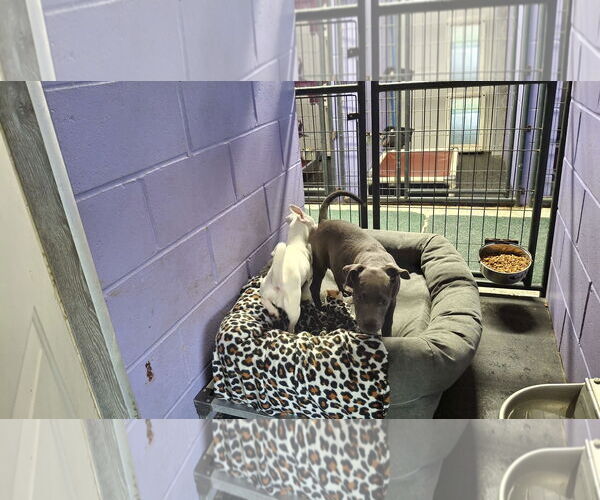 Medium Photo #4 American Pit Bull Terrier-Unknown Mix Puppy For Sale in Sebec, ME, USA