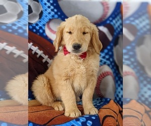 Golden Retriever Puppy for sale in OXFORD, PA, USA