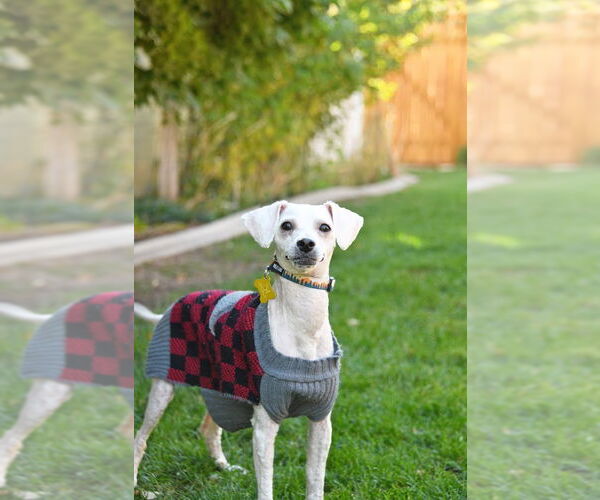 Medium Photo #3 Mutt Puppy For Sale in Sandy, UT, USA