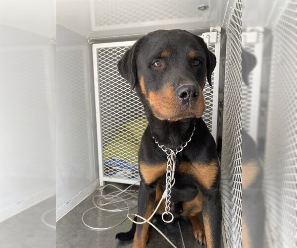 Medium Photo #1 Rottweiler Puppy For Sale in Bakersfield, CA, USA