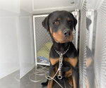 Small Rottweiler