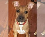 Small #6 Bulldog Mix