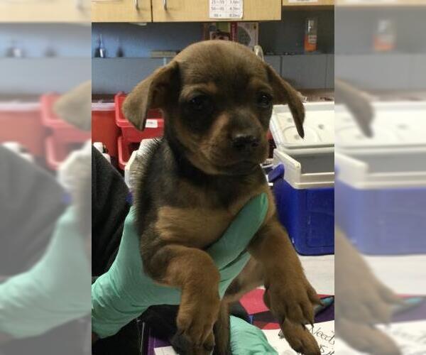 Medium Photo #1 Chihuahua-Unknown Mix Puppy For Sale in Riverside, CA, USA