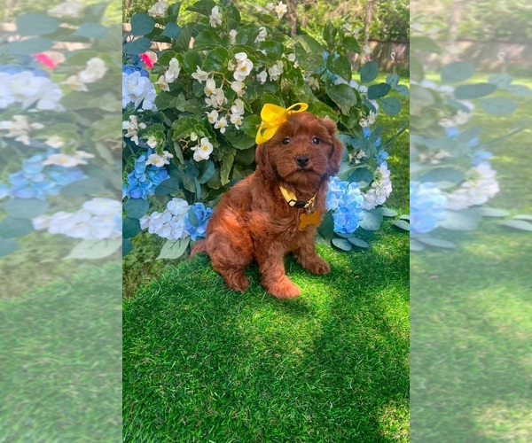 Medium Photo #3 Goldendoodle (Miniature) Puppy For Sale in INDIANAPOLIS, IN, USA