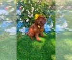 Small #2 Goldendoodle (Miniature)