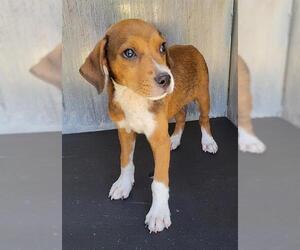 Beagle-Unknown Mix Dogs for adoption in San Antonio, TX, USA