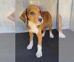 Small Beagle Mix