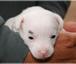 Small Photo #1 Jack Russell Terrier Puppy For Sale in APPLE GROVE, WV, USA