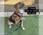 Small #1 Mutt