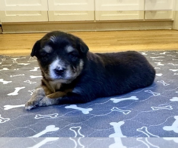 Medium Photo #8 Australian Shepherd Puppy For Sale in SALISBURY, NC, USA