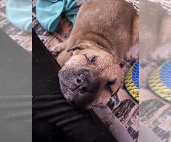 Medium Photo #3 Labrottie Puppy For Sale in Brewster, NY, USA